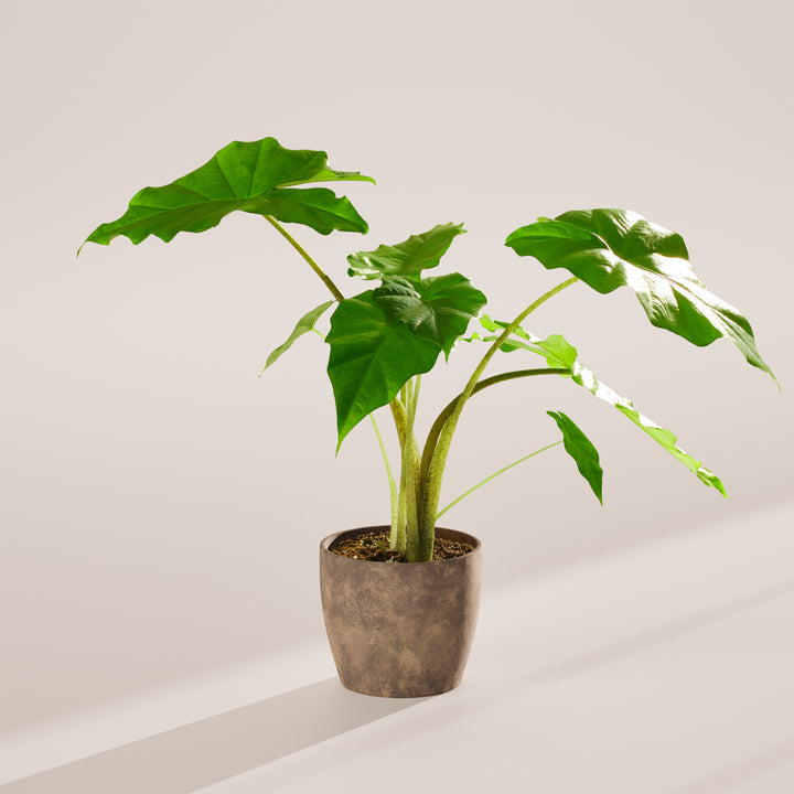 Alocasia Gagaena California