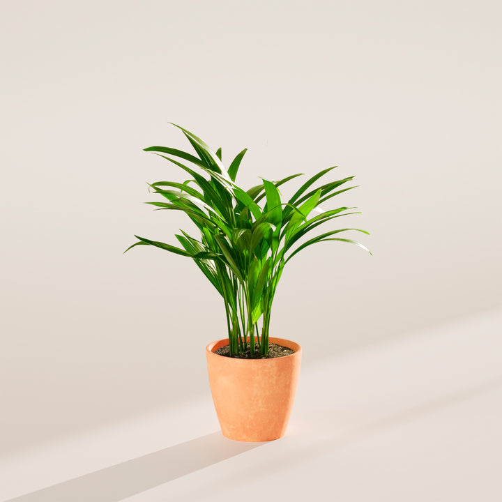 Areca Palm Indoor Tree