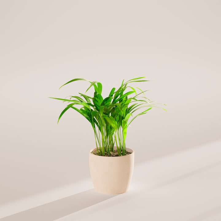 Areca Palm Indoor Tree