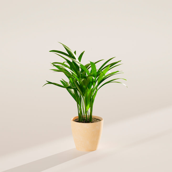 Areca Palm Indoor Tree