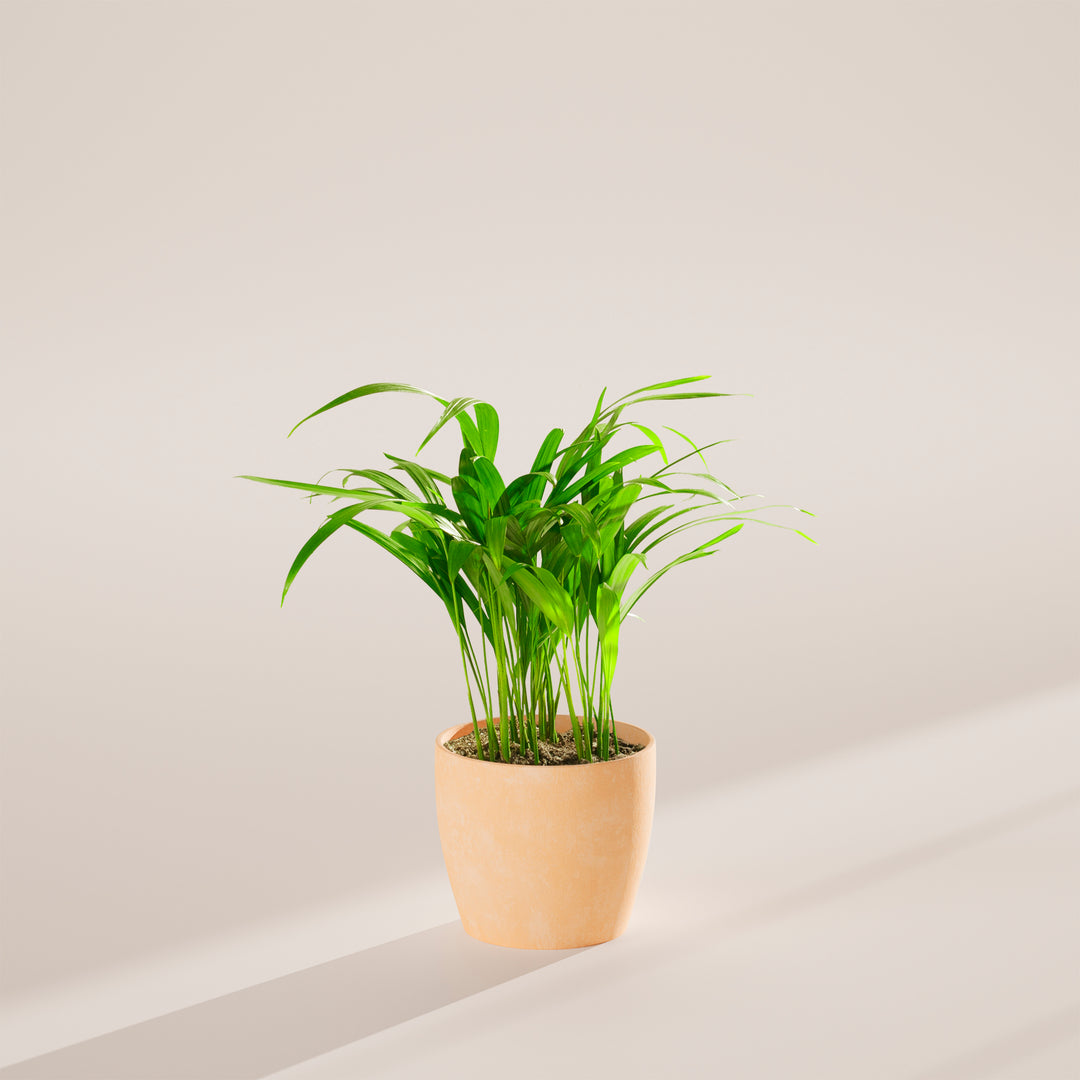 Areca Palm Indoor Tree