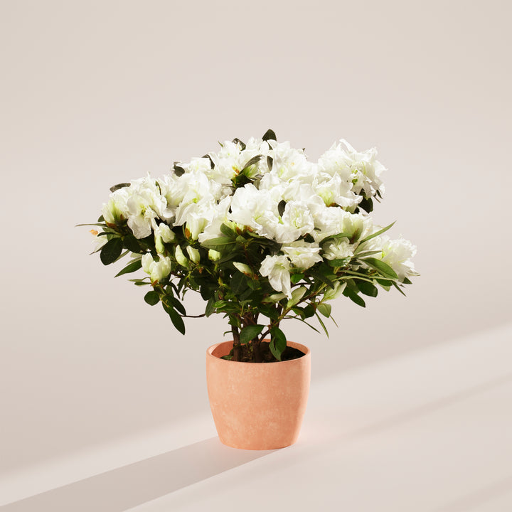 Potted plant with white flowers on a light background