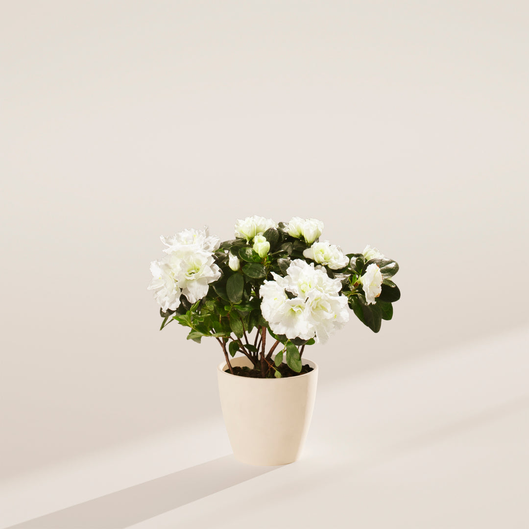 White Blooming Azalea