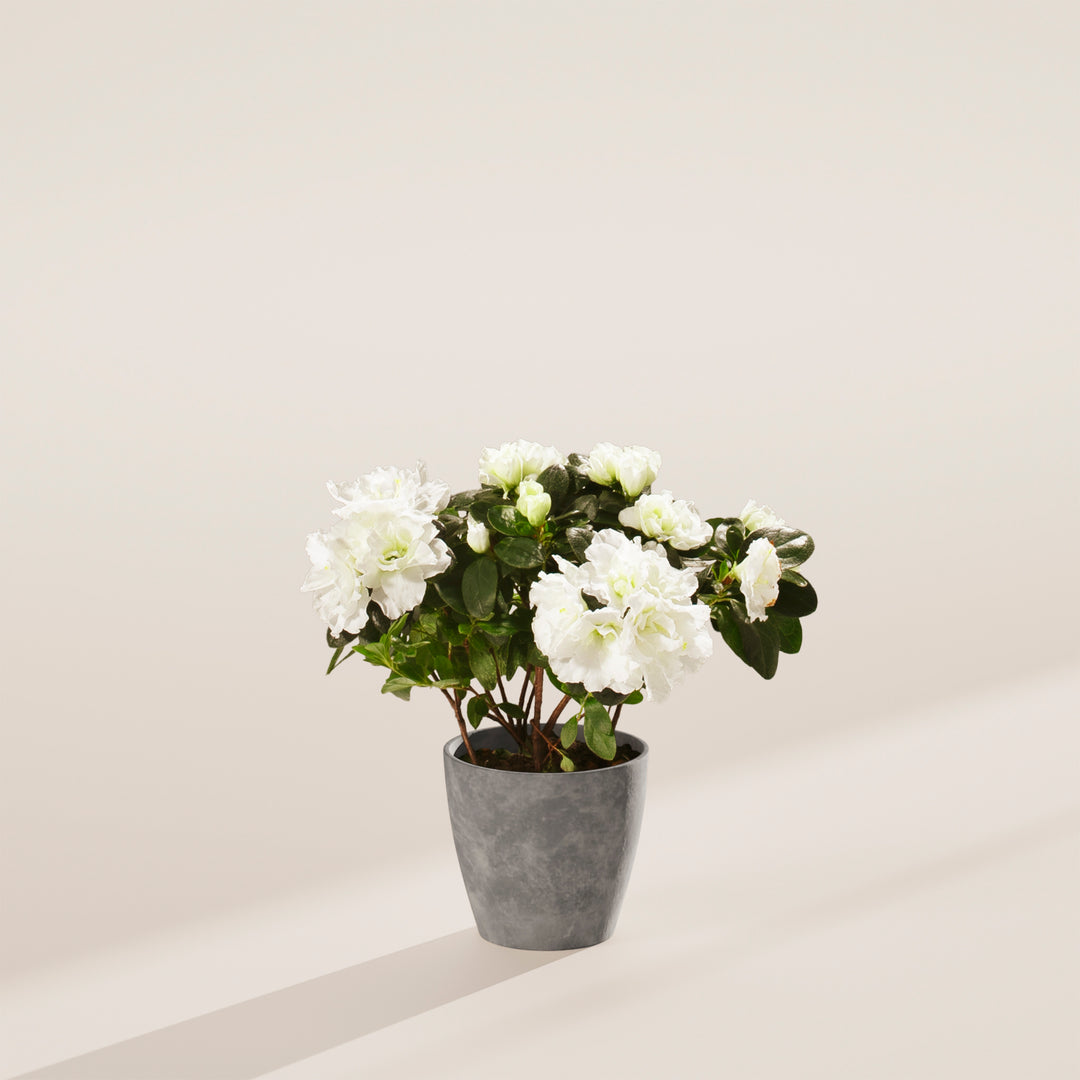 White Blooming Azalea