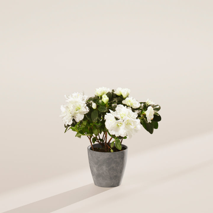 White Blooming Azalea