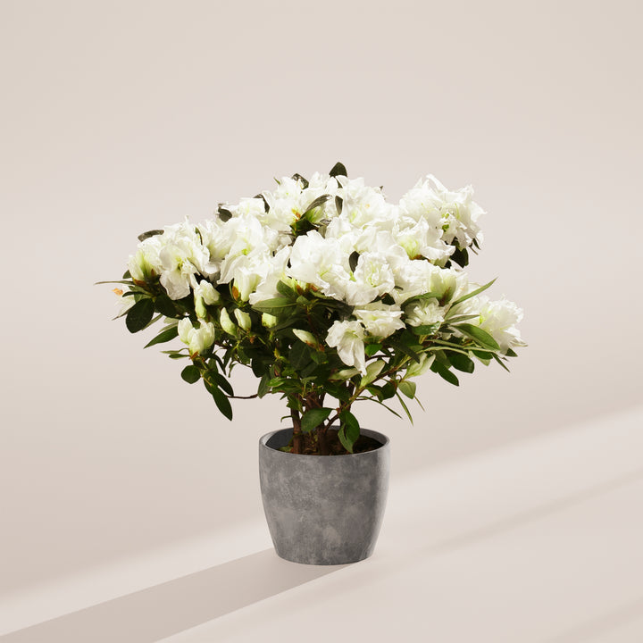 White Blooming Azalea