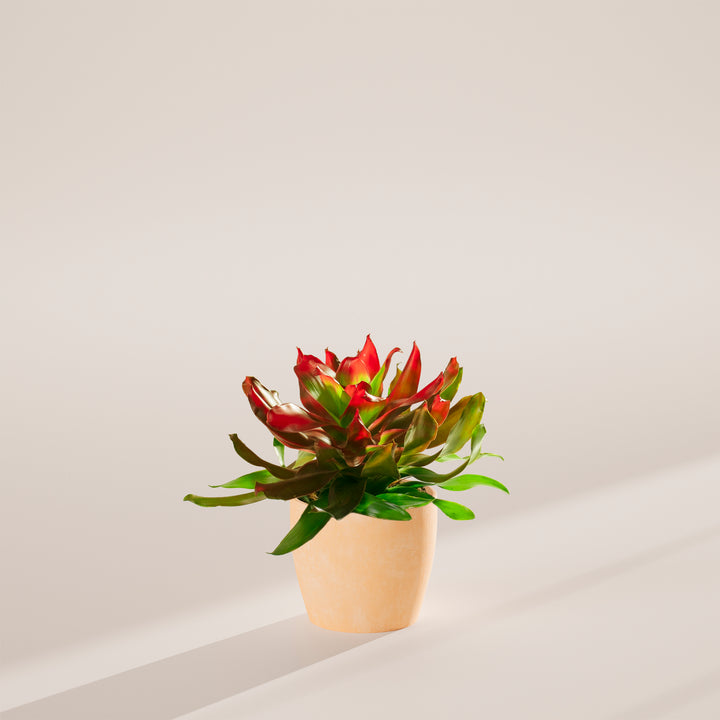 Bromeliad Neoregelia