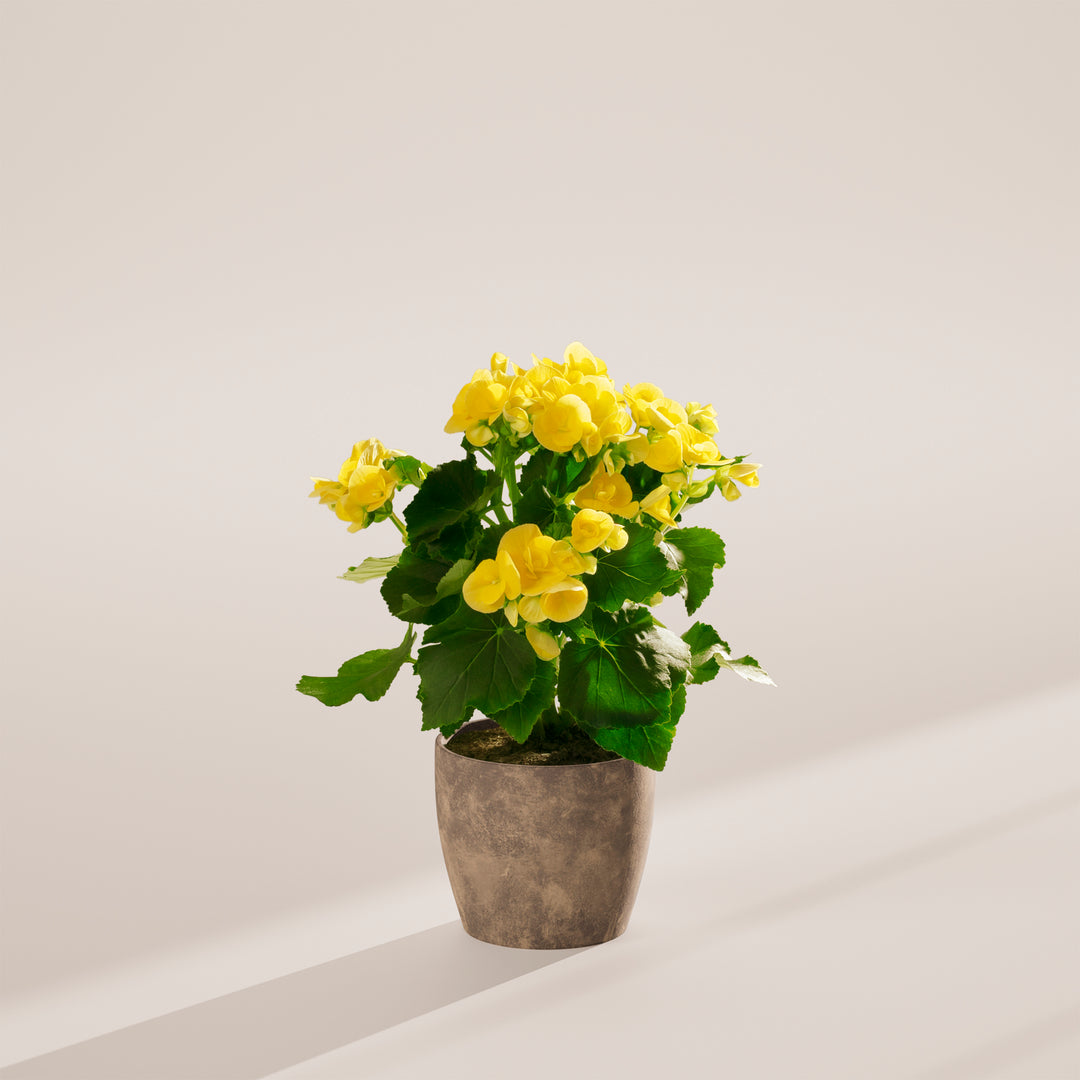 Double-petaled yellow begonia in a contemporary gray concrete-textured ECO planter showcasing abundant summer blooms and compact bushy growth habit. Premium indoor flowering plant combining sustainable packaging with dramatic color impact for modern home décor.