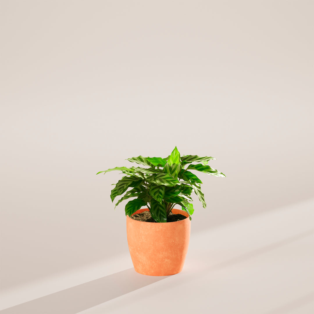 Calathea Concinna Freddie