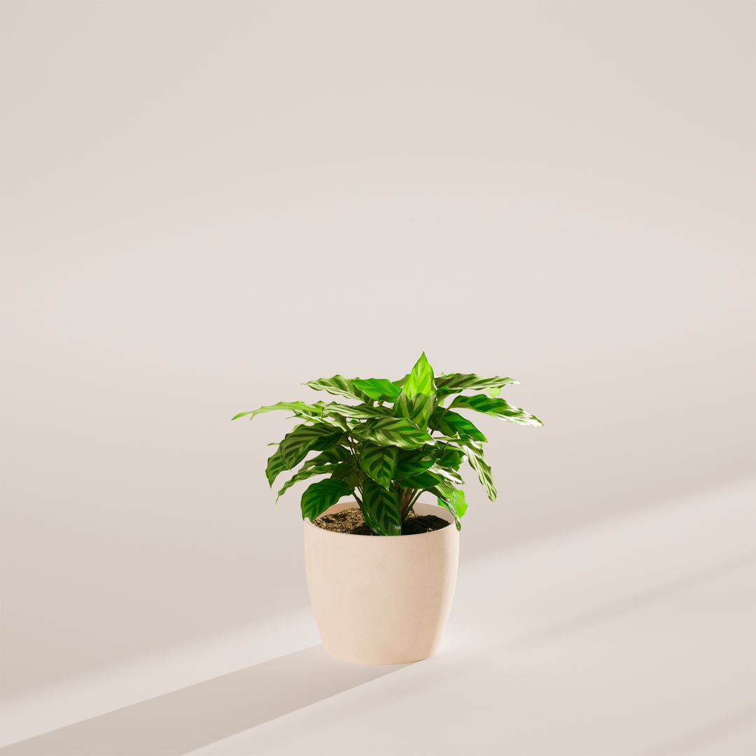 Calathea Concinna Freddie in cream eco-pot with dramatic shadow light – variegated tropical prayer plant for minimalist interiors