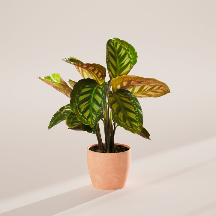 Calathea Flamestar