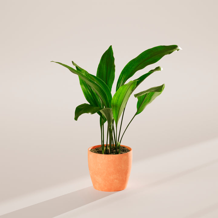 Cast Iron Plant