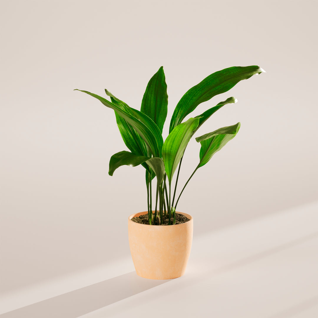 Cast Iron Plant