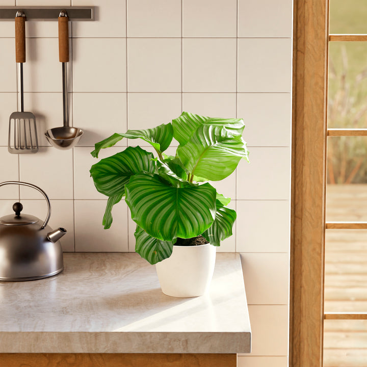 Calathea Orbifolia on kitchen counter, round ornamental leaves with white striping, houseplant decor