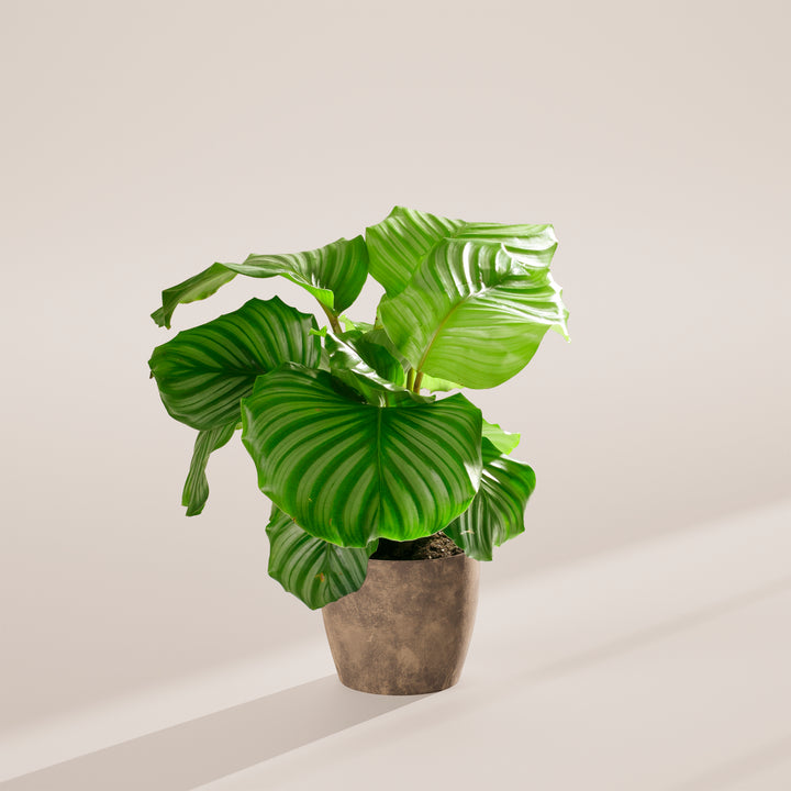 Calathea Orbifolia in gray concrete textured pot, silver-banded round foliage, studio still life