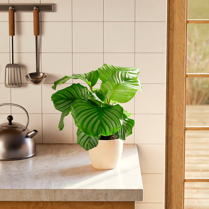 Calathea Orbifolia prayer plant on kitchen counter, round silvery-green striped leaves, modern home decor