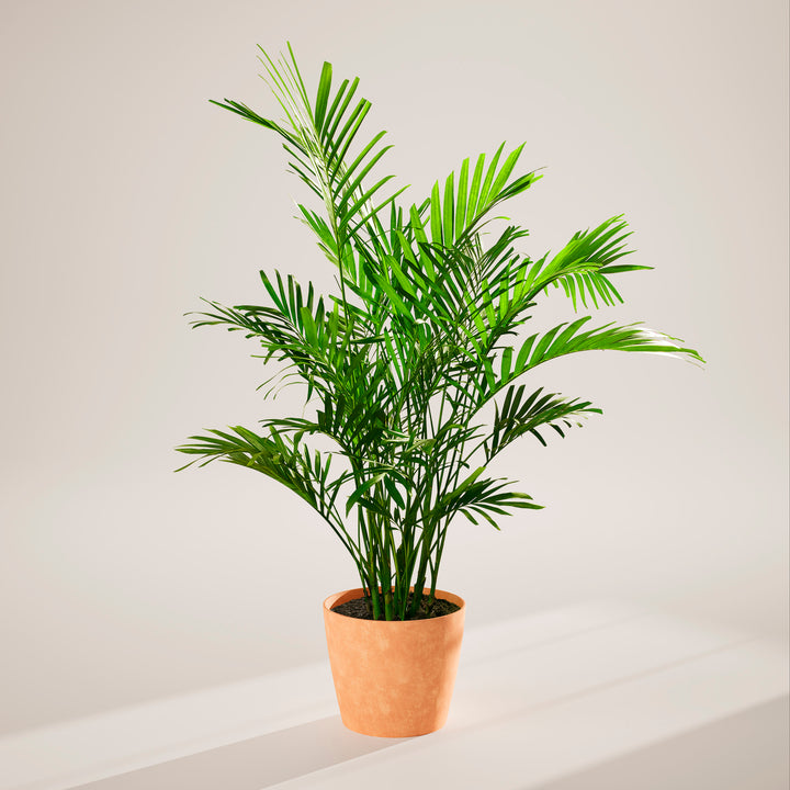 A full view of a Cat Palm plant featuring lush, arching green fronds, presented in a terracotta-colored textured decorative planter against a neutral-toned studio background with soft shadows.