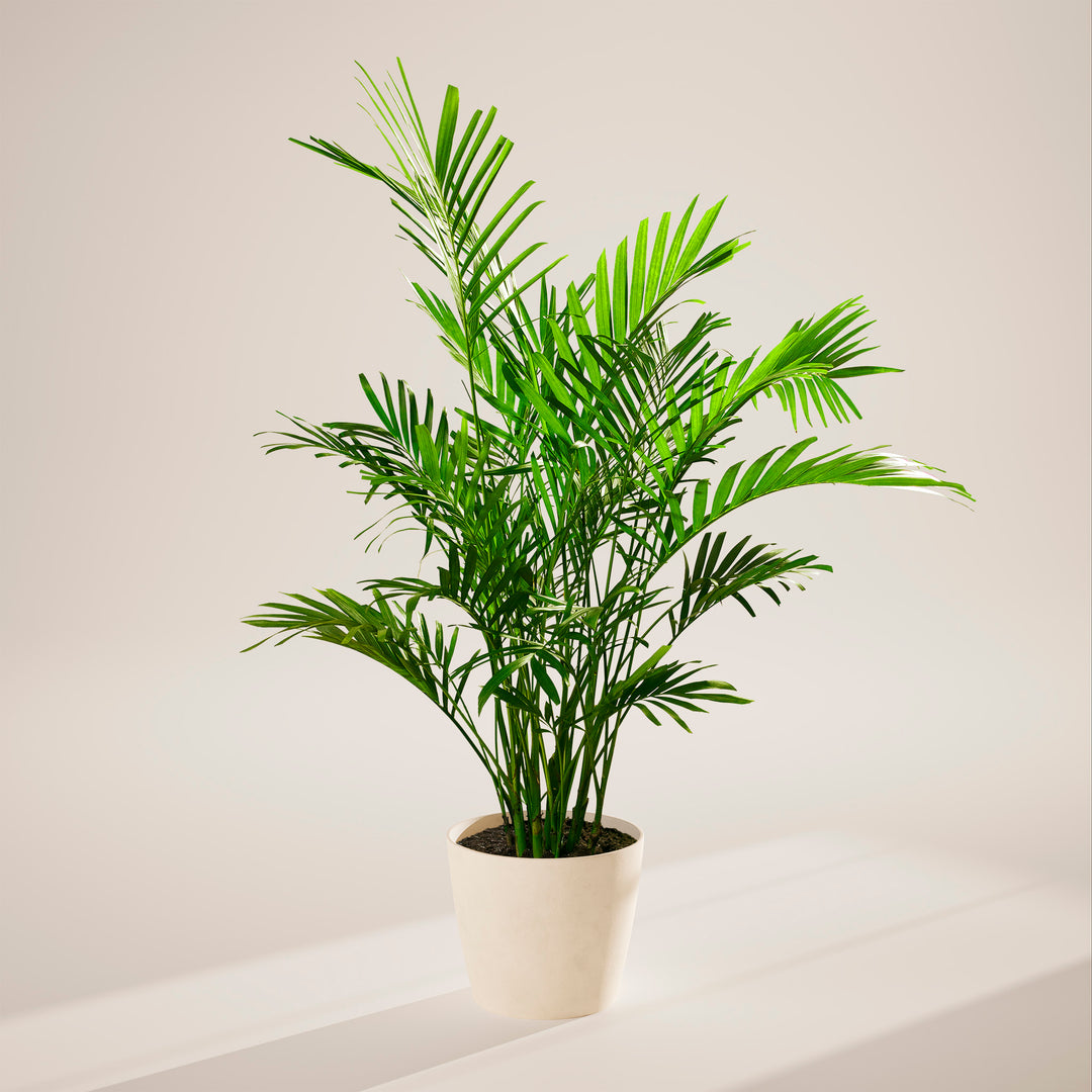 A full view of a Cat Palm plant featuring lush, arching green fronds, presented in a sleek white decorative planter against a neutral-toned studio background with soft shadows.