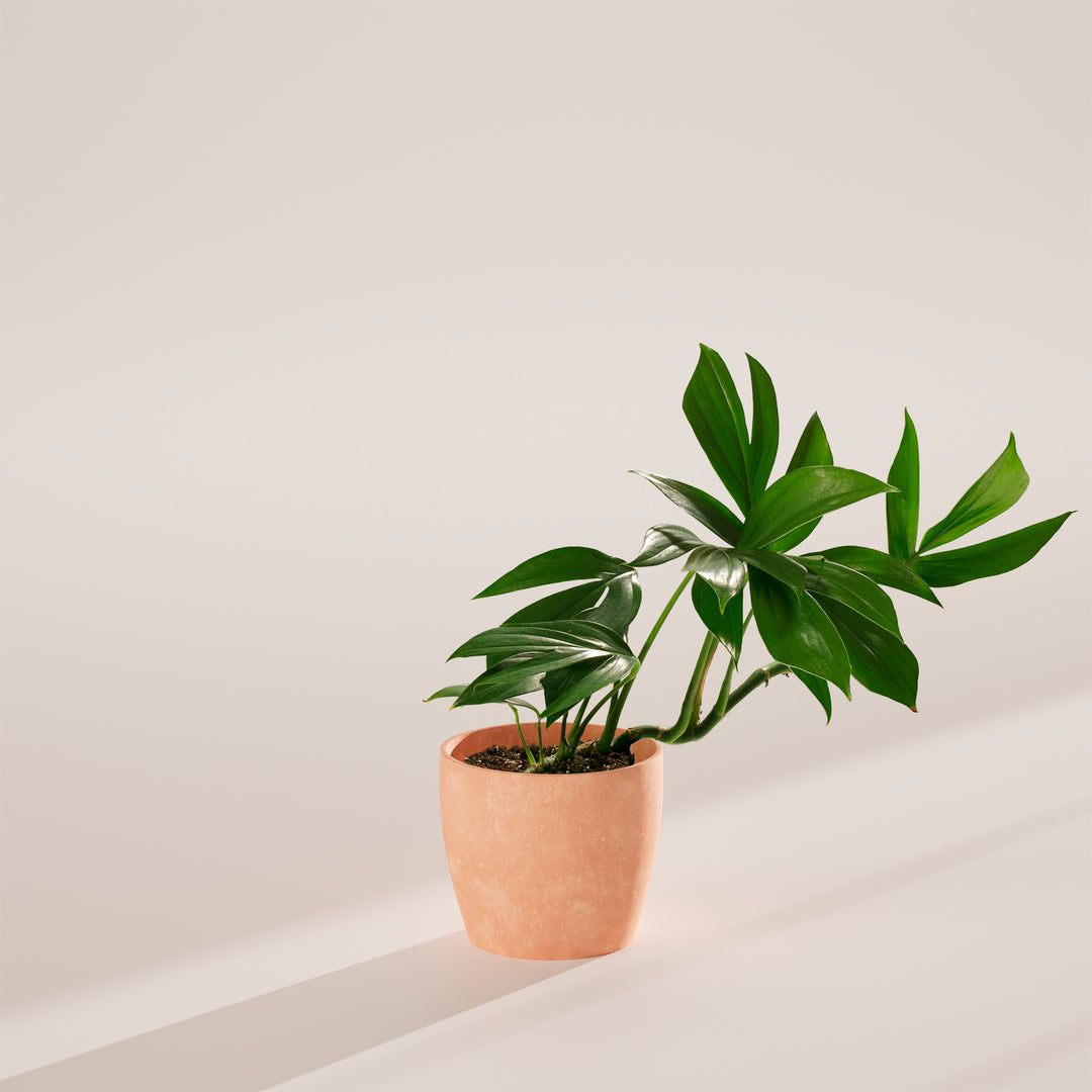 Rhaphidophora Decursiva (Dragon Tail Plant)