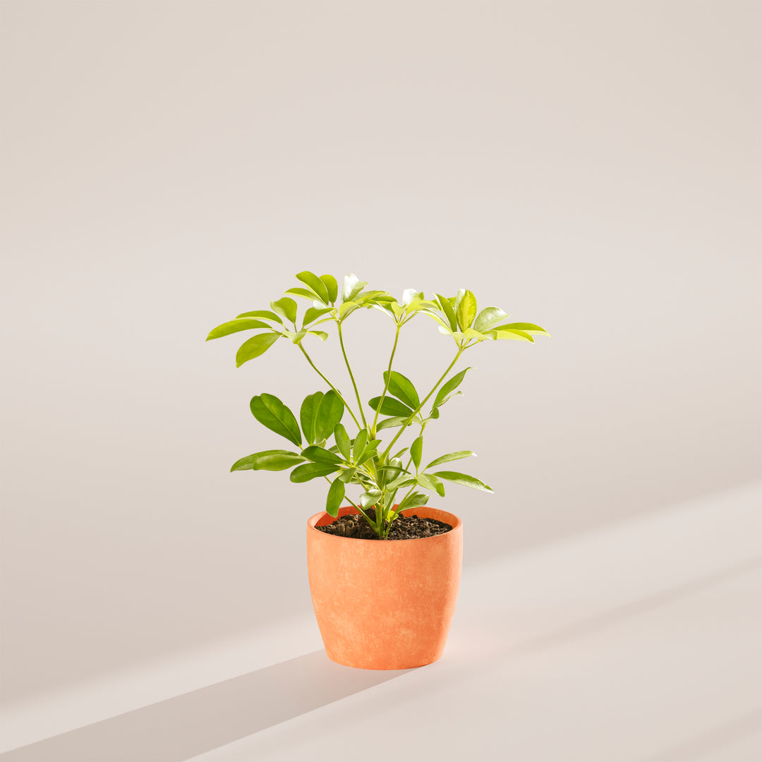 Dwarf Umbrella Tree (Schefflera Arboricola)