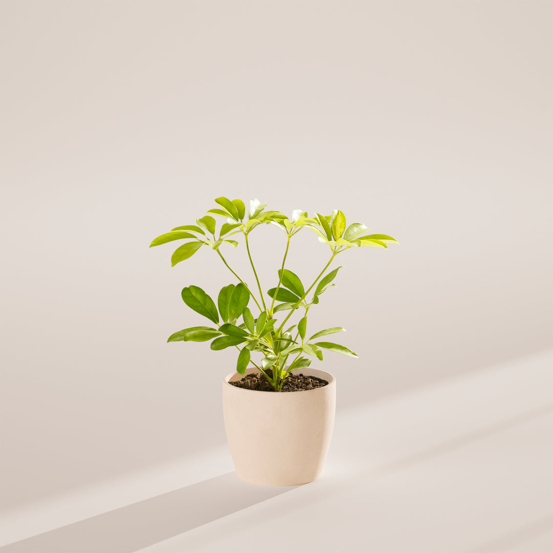 Dwarf Umbrella Tree (Schefflera Arboricola)