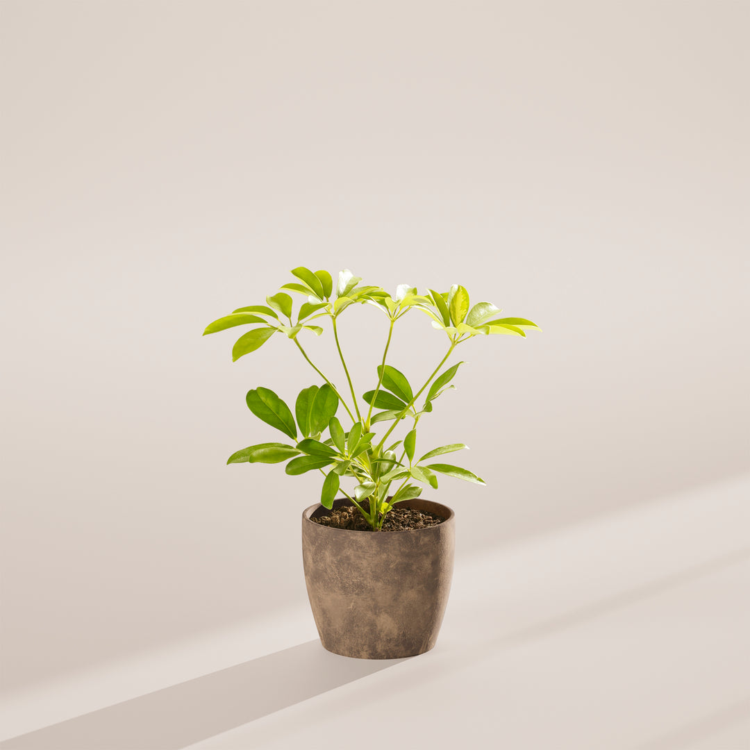 Dwarf Umbrella Tree (Schefflera Arboricola)
