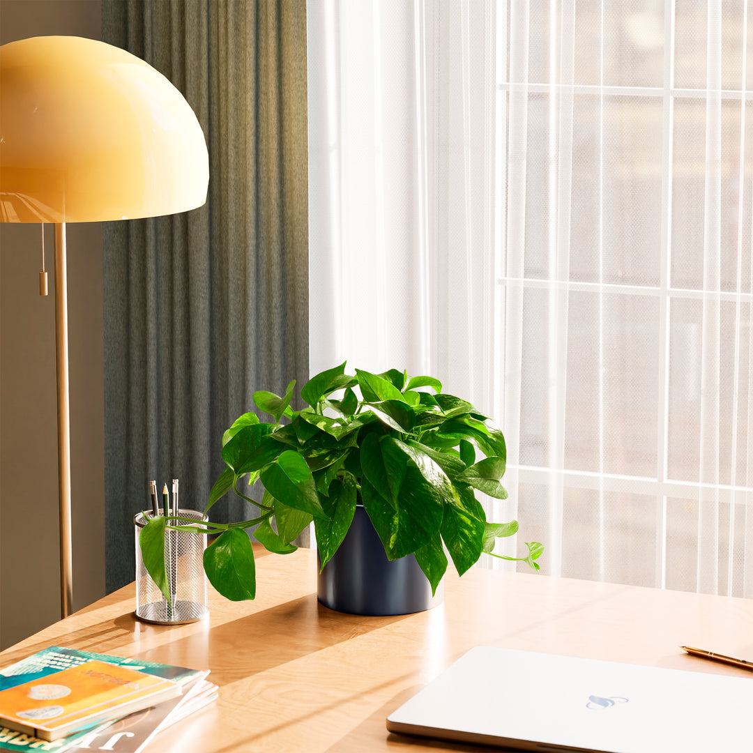 Golden Pothos Plant