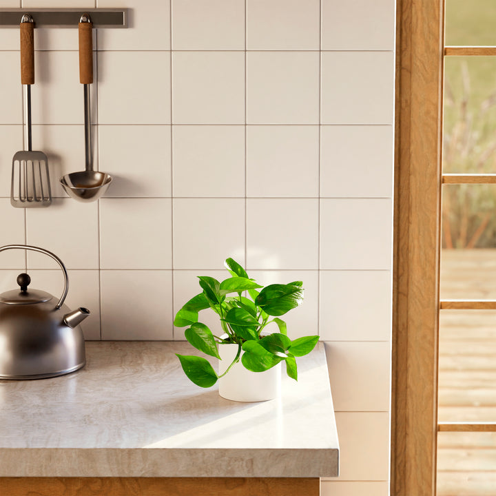 Golden Pothos Plant