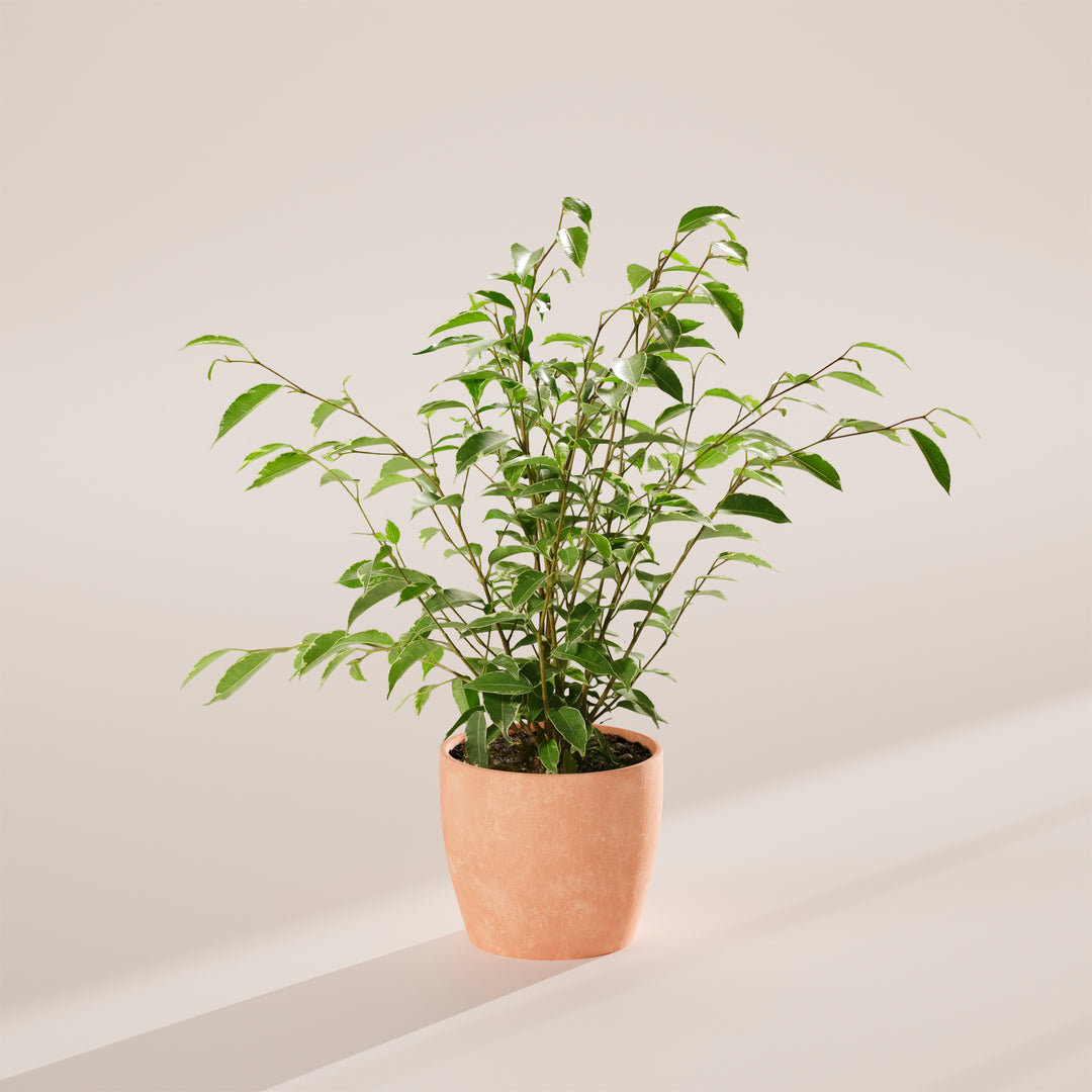 Variegated Weeping Fig
