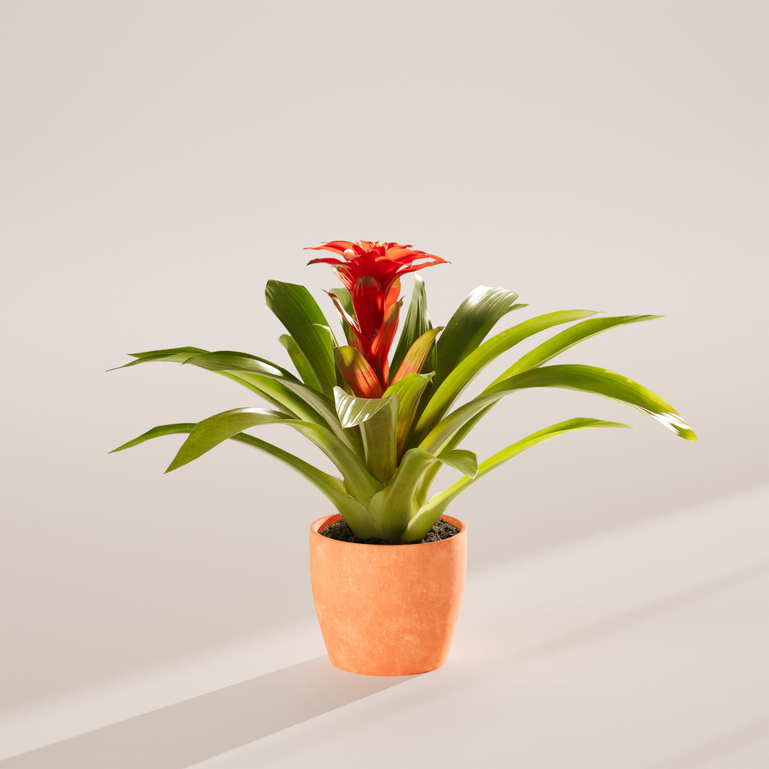 Bromeliad Guzmania