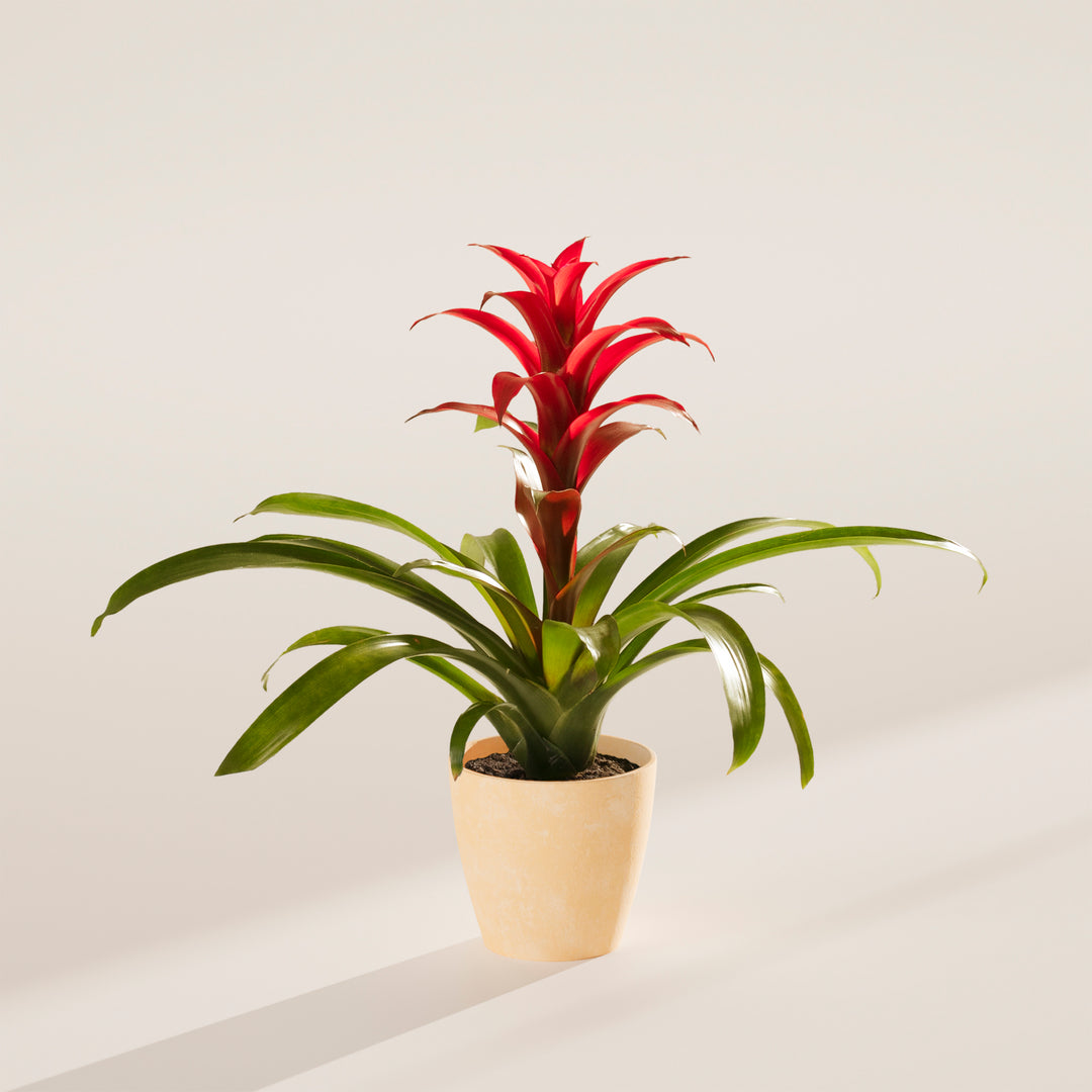 Bromeliad Guzmania