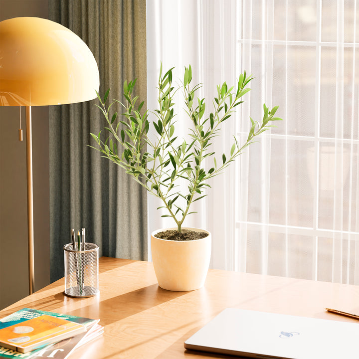 Medium-sized Olive Tree in a tapered cream-colored pot sitting on a light wood desk in a sunlit home office, positioned next to a yellow dome lamp and a window with sheer white curtains.