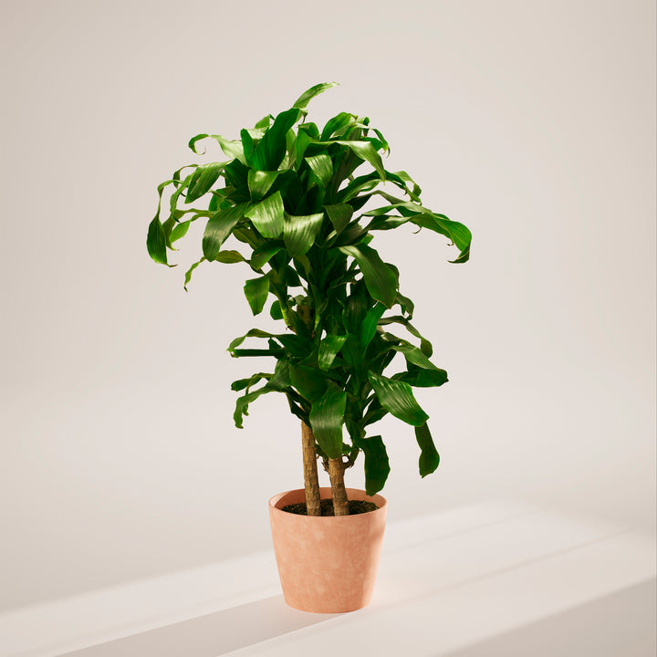 Janet Craig Dragon Plant (Dracaena)