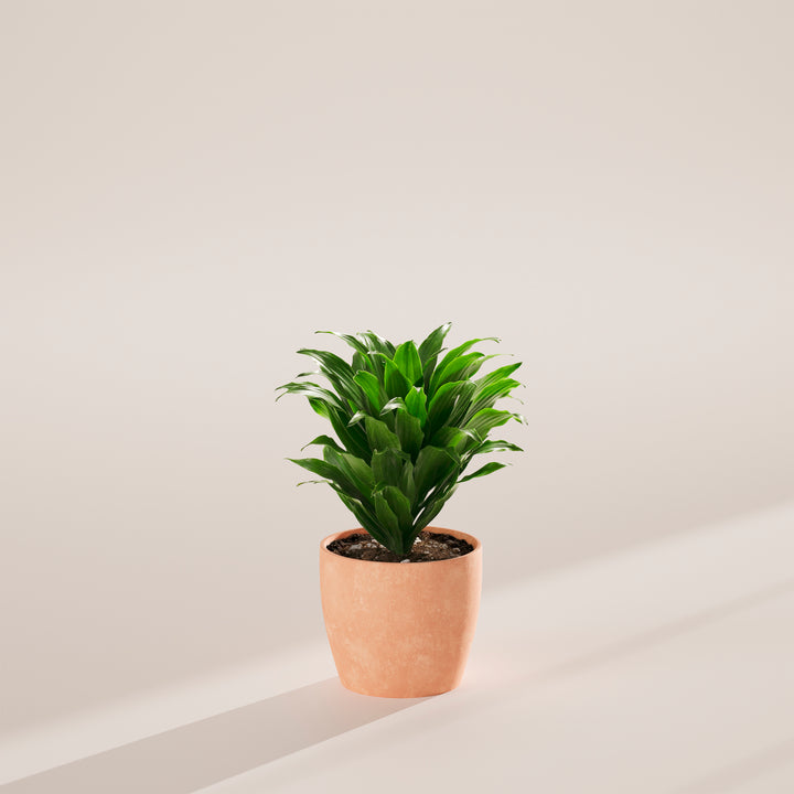 Janet Craig Dragon Plant (Dracaena)