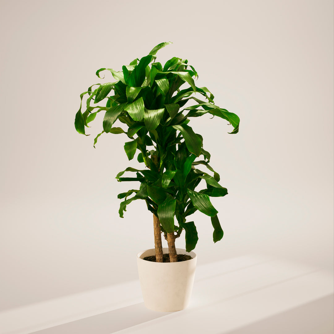 Janet Craig Dragon Plant (Dracaena)