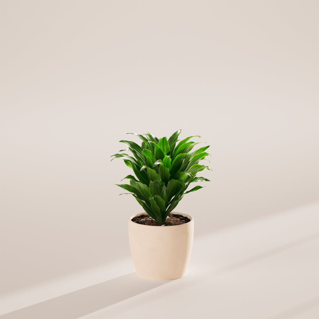 Janet Craig Dragon Plant (Dracaena)