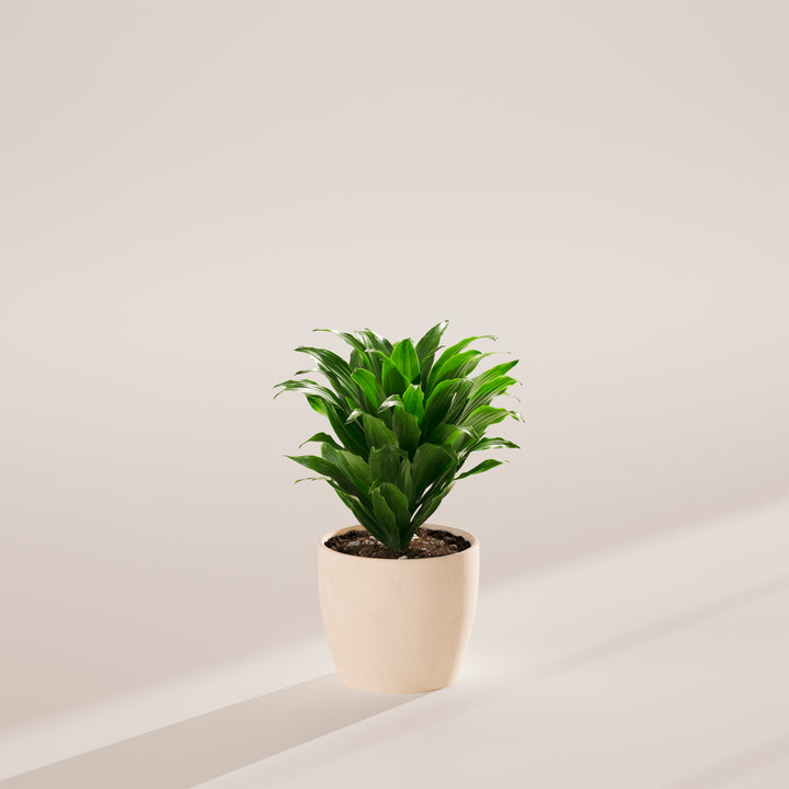 Janet Craig Dragon Plant (Dracaena)