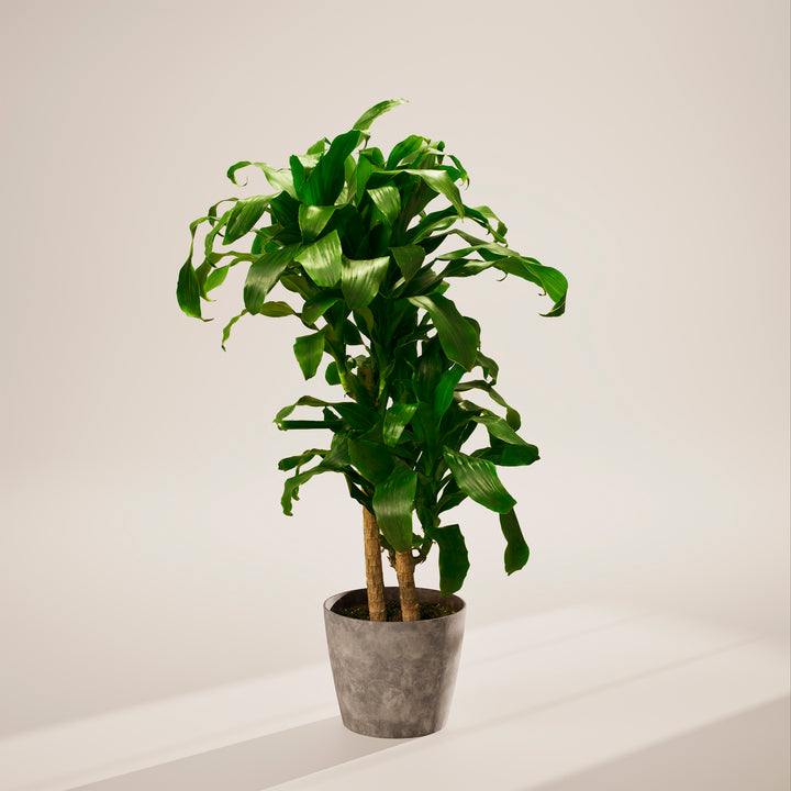 Janet Craig Dragon Plant (Dracaena)