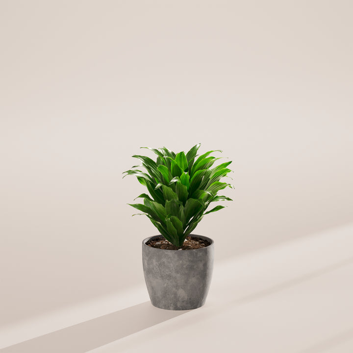 Janet Craig Dragon Plant (Dracaena)