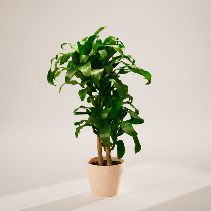 Janet Craig Dragon Plant (Dracaena)