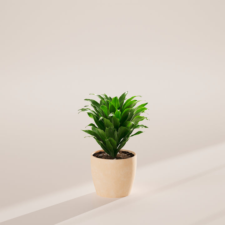 Janet Craig Dragon Plant (Dracaena)