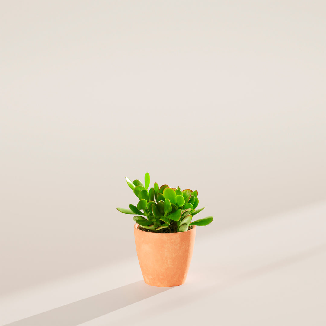 Small Jade Plant (Crassula ovata) in a terracotta eco pot with dramatic natural shadow on a warm neutral studio background
