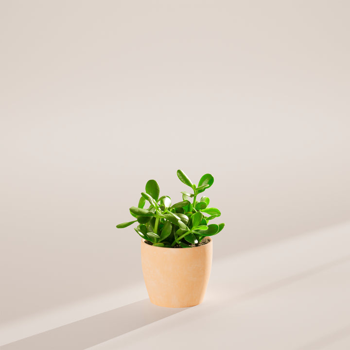 Jade Plant