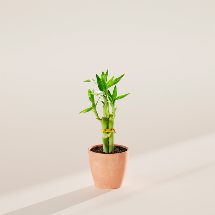 Lucky Bamboo