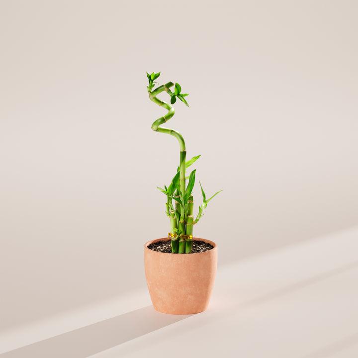 Lucky Bamboo