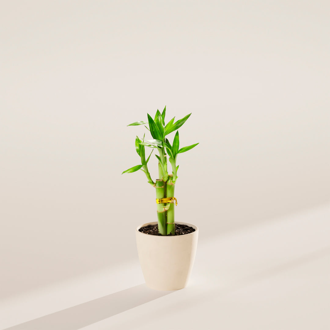 Lucky Bamboo