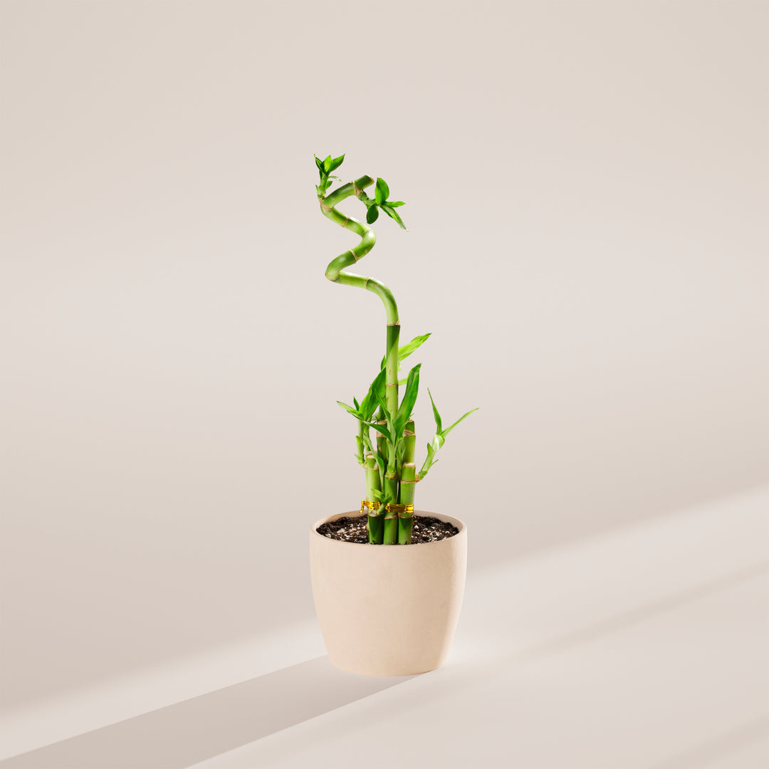 Lucky Bamboo