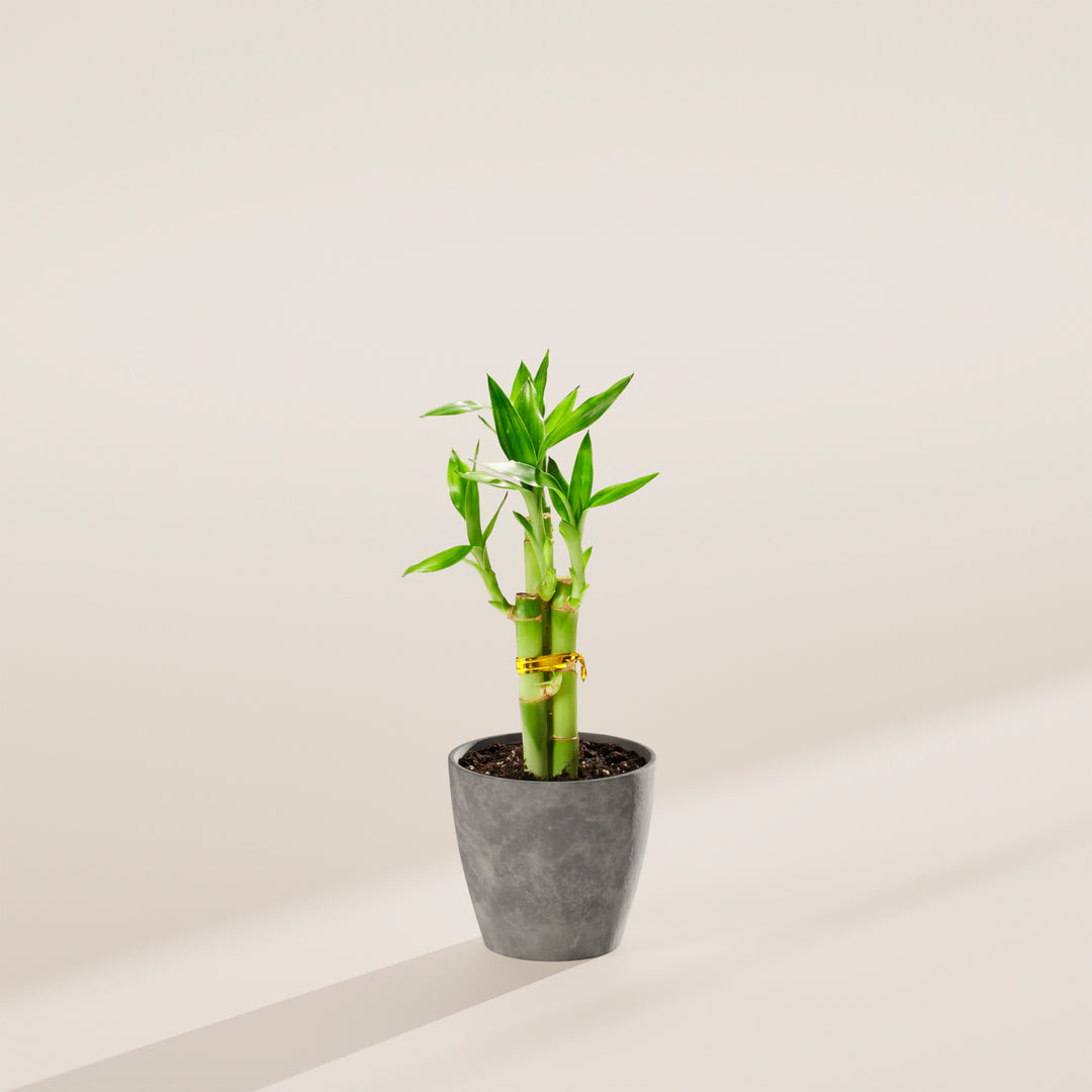 Lucky Bamboo