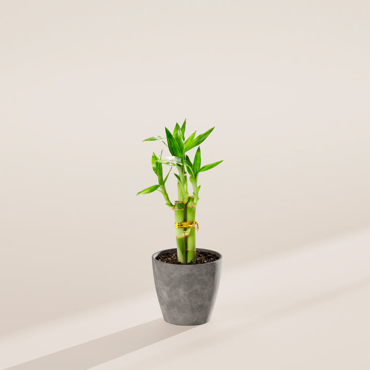 Lucky Bamboo