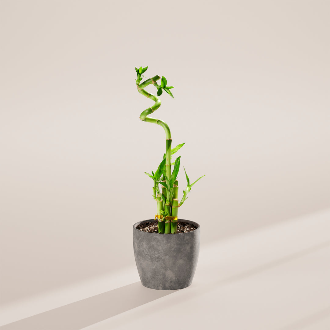 Lucky Bamboo